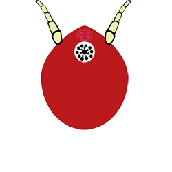 Canelus