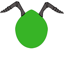 Especie - Chinchi evobas