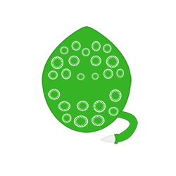 Especie - Falete evobas