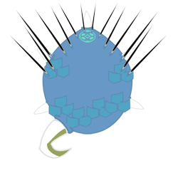 Falkos