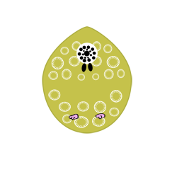 Especie - Guras evobas