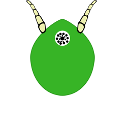 Pelafines