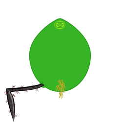 evobas