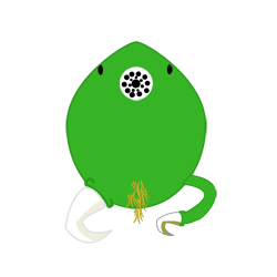 evobas